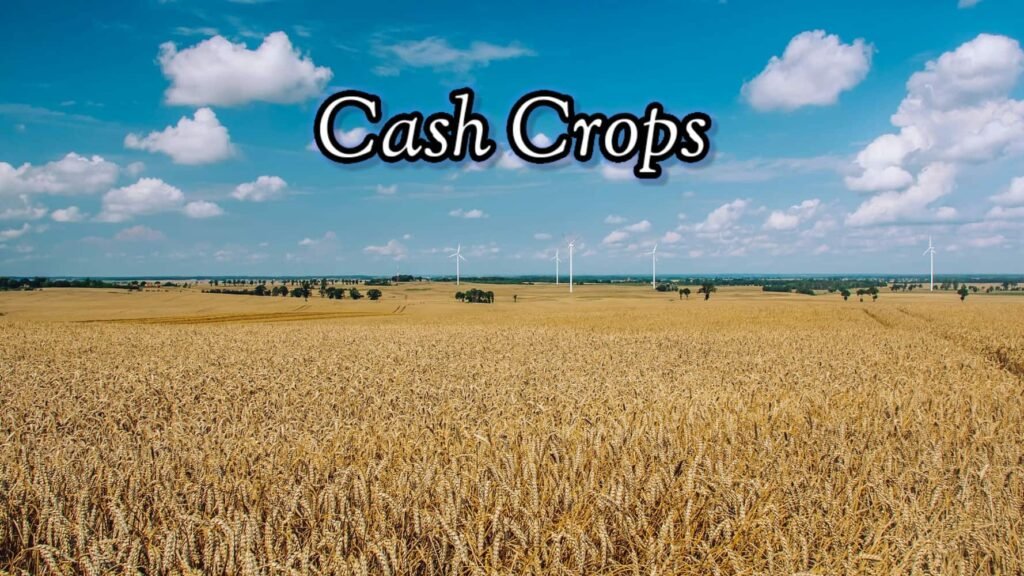 Cash crops of Pakistan